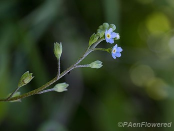 Smaller forget-me-not